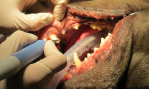 3 Benefits Of Having Dental Procedures Done In Veterinary Clinics